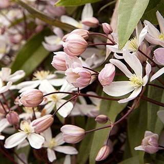 Apple Blossom Clematis