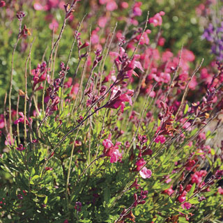 Arctic Blaze® Fuchsia Salvia