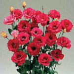 Arena Red Lisianthus Flower Seeds 1