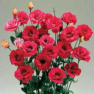 Arena Red Lisianthus Flower Seeds