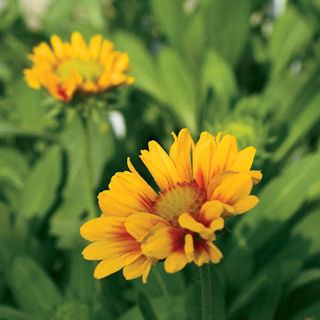 Arizona Apricot Blanket Flower Seeds