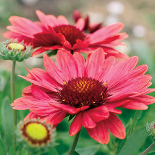 Arizona Red Shades Blanket Flower Seeds