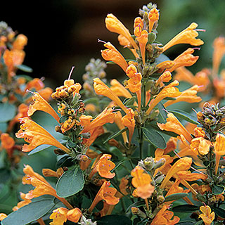 Arizona™ Sandstone Hummingbird Mint