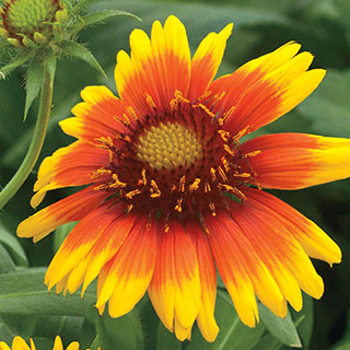 Arizona Sun Blanket Flower Seeds