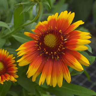 Arizona Sun Blanket Flower