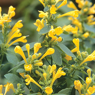 Arizona™ Sun Hummingbird Mint Seeds