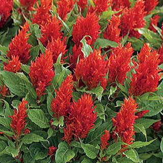 Arrabona Red Celosia Seeds