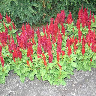 Arrabona Red Celosia Seeds