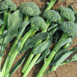 Artwork Hybrid Broccoli Seeds 1