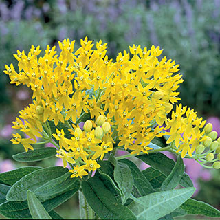 Asclepias 'Hello Yellow'