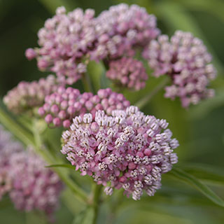 Asclepias incarnata 'Cinderella'