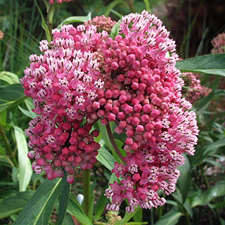 Asclepias incarnata 'Cinderella'