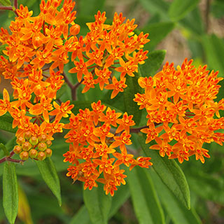 Asclepias tuberosa