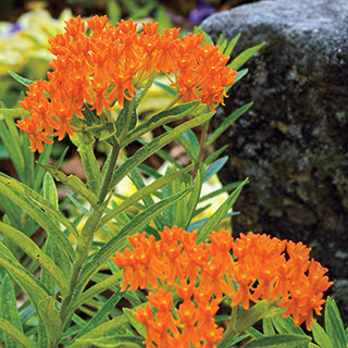 Asclepias tuberosa