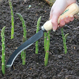 Asparagus Knife