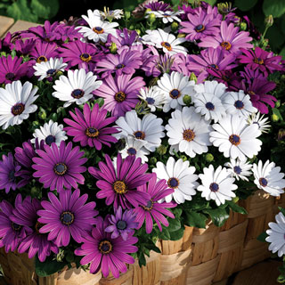 Asti™ Mix Osteospermum Seeds