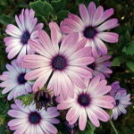 Asti™ Purple Bicolor Osteospermum Seeds 1