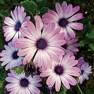 Asti™ Purple Bicolor Osteospermum Seeds