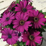 Asti™ Purple Osteospermum Seeds 1