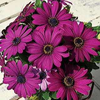 Asti™ Purple Osteospermum Seeds