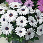 Asti™ White Osteospermum Seeds 1