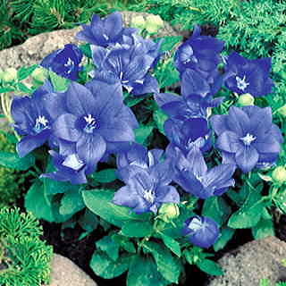 Astra Double Blue Balloon Flower Seeds