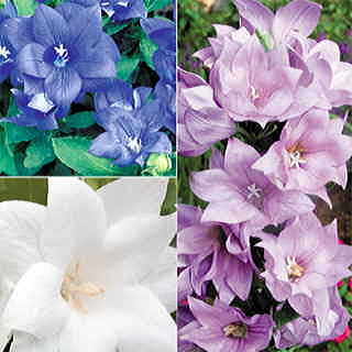 Astra Double Mix Balloon Flower Seeds 1