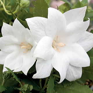 Astra Double White Balloon Flower Seeds