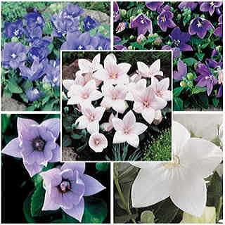 Astra Mix Balloon Flower Seeds