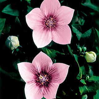 Astra Pink Balloon Flower Seeds