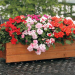 Athena Mix Impatiens Seeds 1