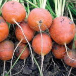 Atlas Carrot Seeds 1