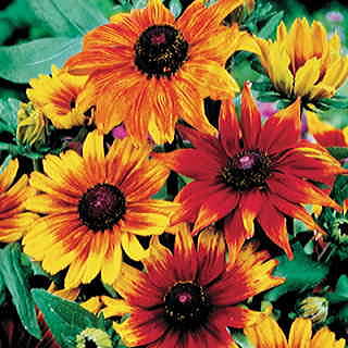 Autumn Colors Gloriosa Daisy Seeds