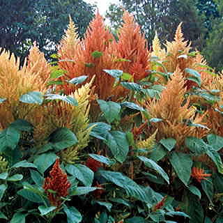 Autumn's Touch Amaranthus Seeds