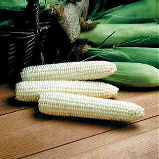 Avalon Triplesweet™ Hybrid Corn Seeds