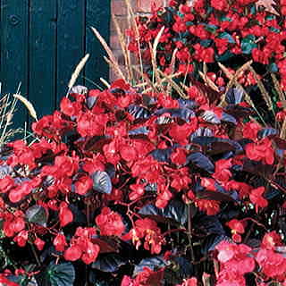 BIG™ Red with Bronze Leaf Begonia Seeds