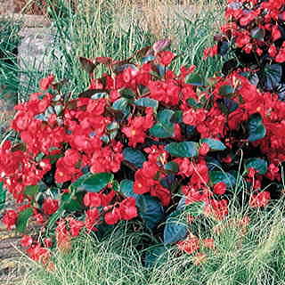 BIG™ Red with Green Leaf Begonia Seeds