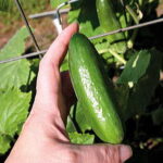 Baby Cucumber Seeds 1