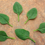 Baby Leaf Riverside Spinach Seeds 1
