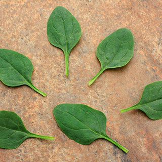 Baby Leaf Riverside Spinach Seeds