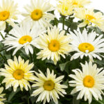 Banana Cream Shasta Daisy 1