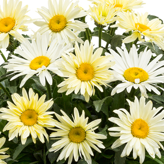 Banana Cream Shasta Daisy