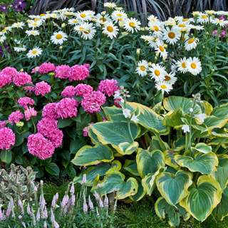 Banana Cream Shasta Daisy