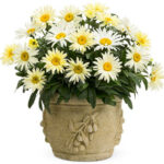 Banana Cream Shasta Daisy 1