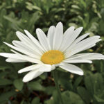 Becky Shasta Daisy 1