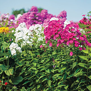 Bee's Bouquet Hardy Phlox Seeds