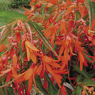 Begonia Bonfire (pack of 3)