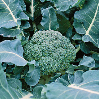 Belstar Hybrid Organic Broccoli Seeds