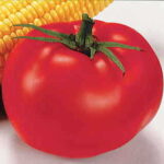 Better Boy Hybrid Tomato Seeds (P) Pkt of 30 seeds 1