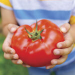 Big Beef Hybrid Tomato Seeds 1